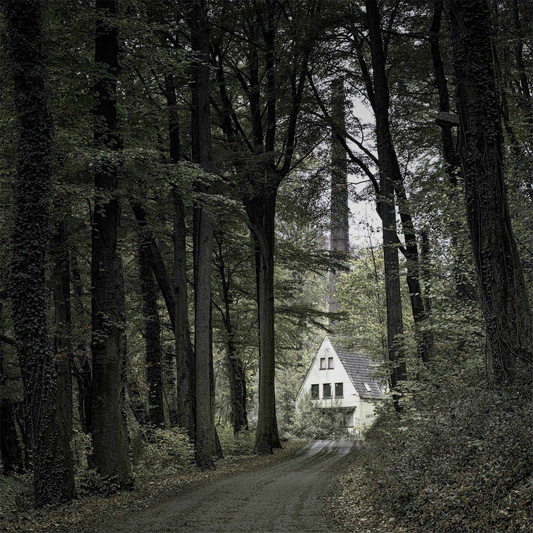 Sous-bois caractéristique des environs boisés de Lasne